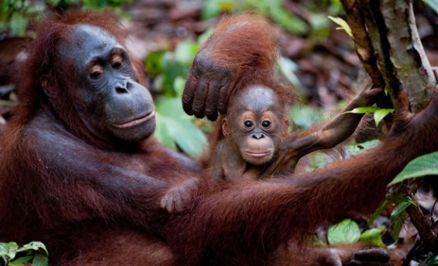 une-maman-et-son-bebe-ouran-outang