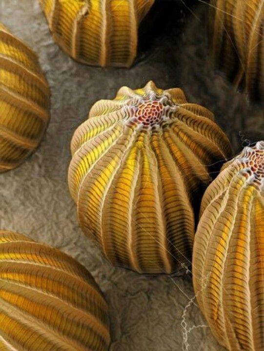 butterflyeggsmicroscope